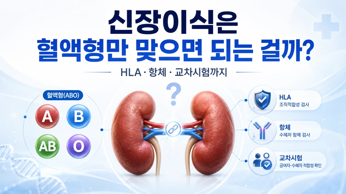 신장이식은 혈액형만 맞으면 될까?: HLA·항체·교차시험까지 알아보기