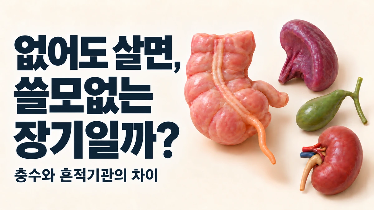 맹장(충수돌기)처럼 없어도 사는 장기, 몸에 몇 개나 더 있을까?: 흔적기관과 ‘없어도 사는’ 장기의 차이